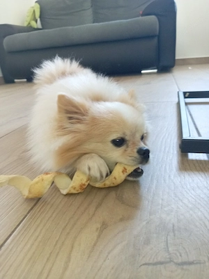 Pomchi Rüde ca. 1,6 Jahre alt 