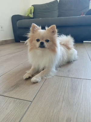 Pomchi Rüde ca. 1,6 Jahre alt 