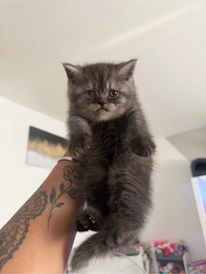 bkh kitten 