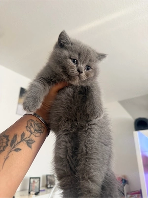 BKH kitten 