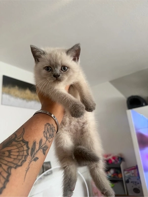 BKH Kitten 