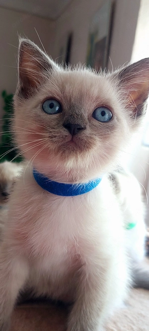 Bkh Mix Kitten 