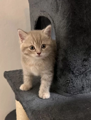 Britisch Kurzhaar Kitten - Wunderschöner Silver Kater sucht liebevolles Zuhause