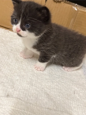 Katzen BKH