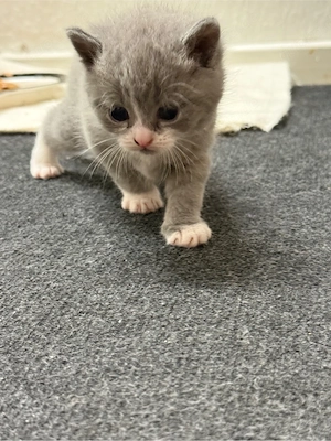 Katzen BKH