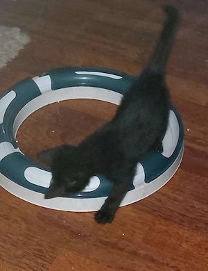 Katzenbaby