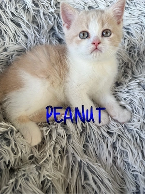 reinrassige BKH Kitten 
