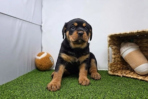 Rottweiler welpen