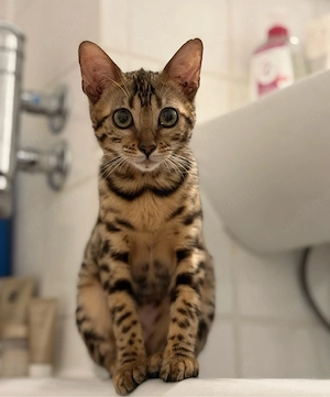 bengal katze 