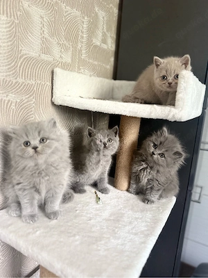 BKH , BLH Kitten geimpft , reinrassig
