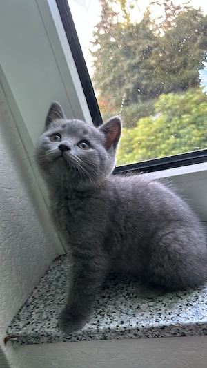 BKH Kitten Blue  Katzenbabys 