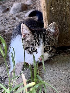 Katzenkinder