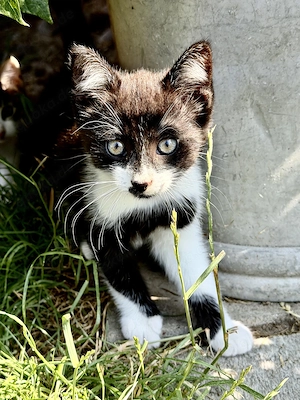 Katzenkinder