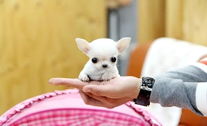 Chihuahua-Welpen verfügbar 