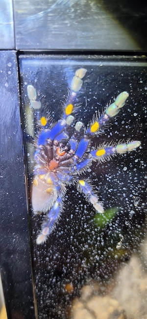 vogelspinnen grammostola rosea RED und metallica blaue ornament vogelspinne 