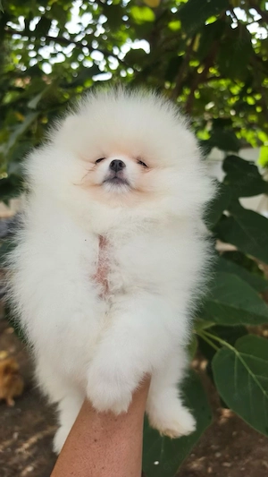 pomeranian hund