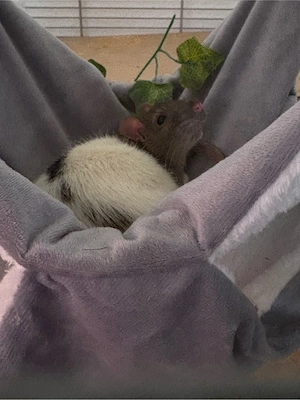 3 männliche Ratten & Käfig