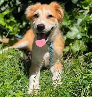 EMMA - sucht ihr Für-immer-Zuhause (wartet in Rumänien)