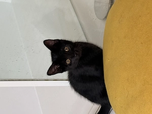 Süßes schwarzes Kitten sucht sein liebevolles Für immer-Zuhause