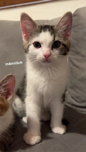 EKH Kitten zum abgeben  