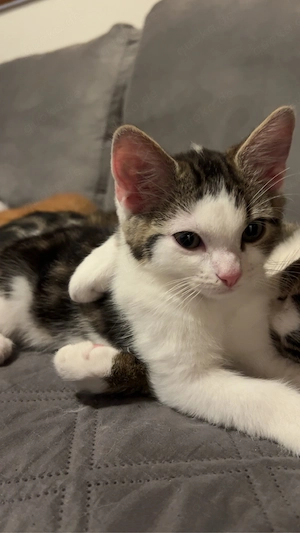 EKH Kitten sucht neues Zuhause