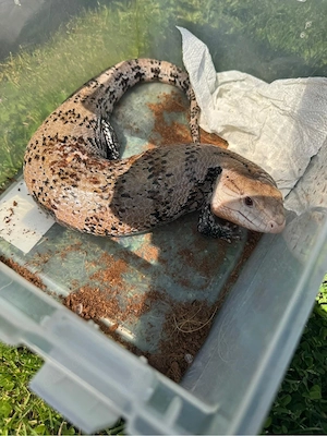 Blauzungenskink 