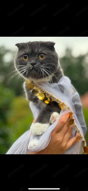 skotische katze