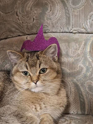 Junge BKH Katze, lieb und verschmußt sucht neue Familie