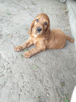 Cocker Setter Welpen