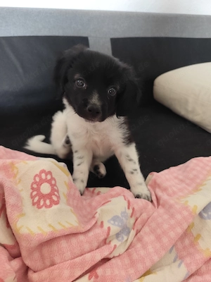Mischlingshund Chihuahua Jack Russel Mix 