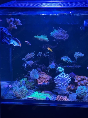 korallen und Fische