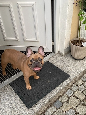 Toller Französicher Bulldoggen Rüde 6 Monate abzugeben