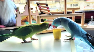 Zahmes Halsbandsittich Pärchen zu verkaufen
