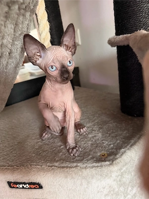 Canadian Sphynx Kitten