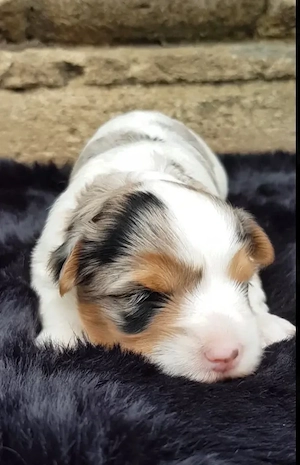 Yorkshire Terrier Bub