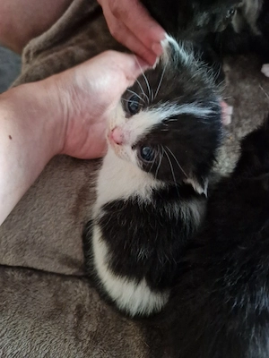 wir helfen bei Kitten ohne Mutter 