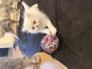 Perser Kitten suchen schönes zu Hause 