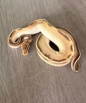 Verschiedene Königspythons abzugeben