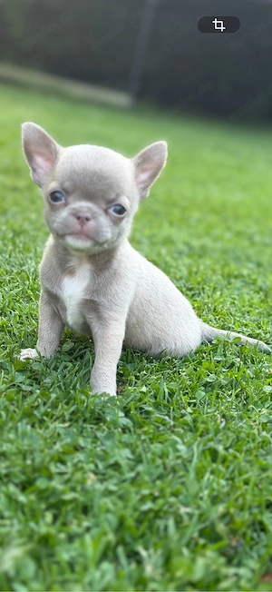 Wunderschöner Chihuahua Rüde in der seltenen Farbe Lilac sucht sein Traumschloss 