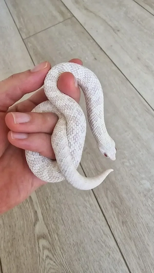 1.0 Hakennasennatter (Hognose) Snow NZ 07 2024