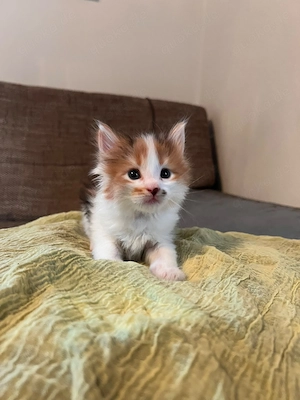 XXL Maine Coon in Liebevolle Hände abzugeben 