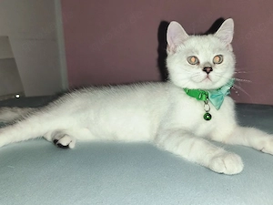  BKH Kater  Abgabebereit 
