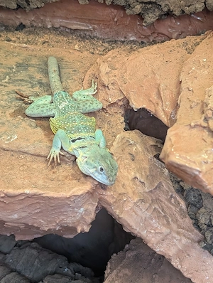 Halsbandleguan Crotaphytus collaris