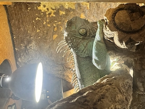 Leguan abzugeben.  Blaue Färbung  Iguana Iguana