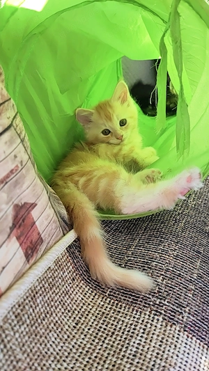 Reinrassige Maine Coon Kitten Tabby dreifarbig mit XXL-Genen Kater und Kätzin