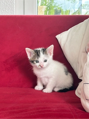 Kitten Katzenwelpen Babykatzen