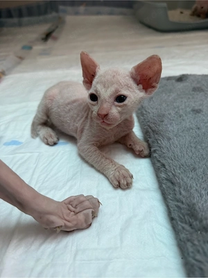 5 Reinrassige Don Sphynx Kitten   