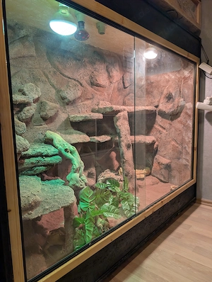 Bartagame mit Terrarium abzugeben Bild 4
