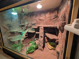 Bartagame mit Terrarium abzugeben Bild 5