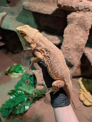 Bartagame mit Terrarium abzugeben Bild 2